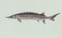 Atlantic Sturgeon