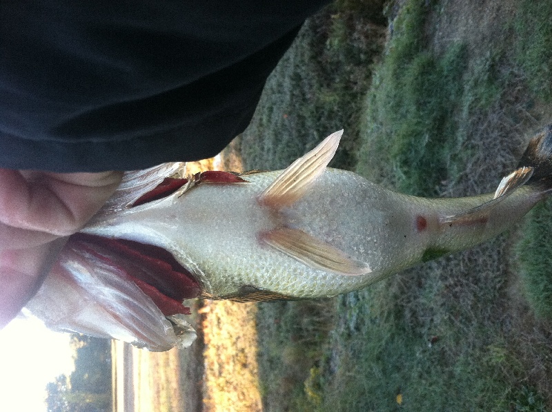 Extremely small pond....  Half of the pond fish ab