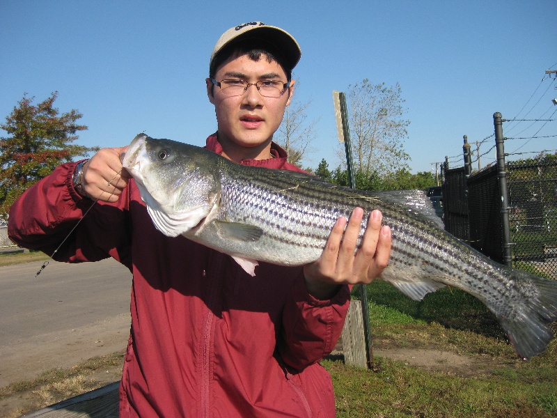 Mystic river striper