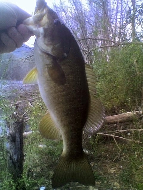 pre-spawn flat near Friendsville