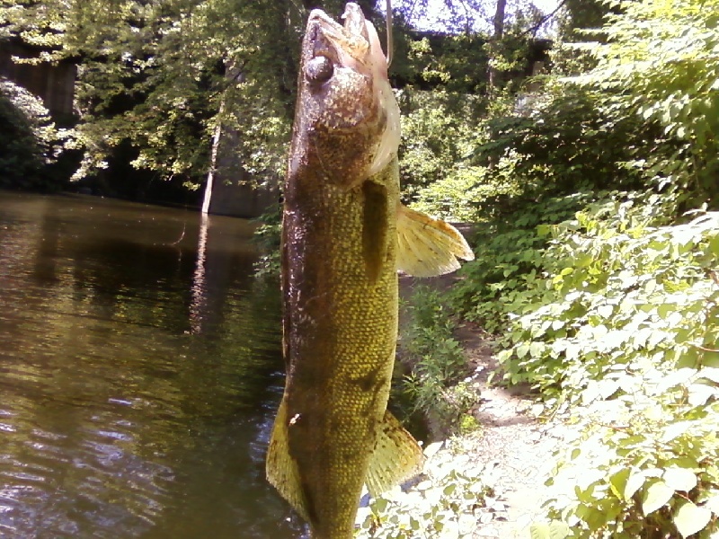 19' walleye