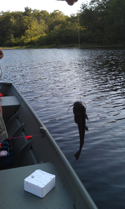 Catfish Caught at Barbers Pond