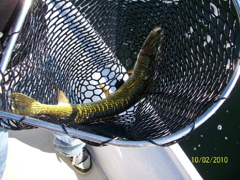 Son's first toothy critter 