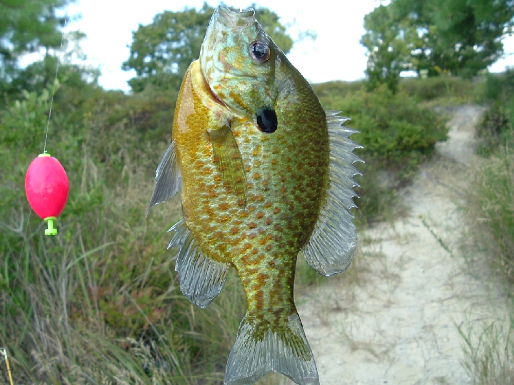 bluegill