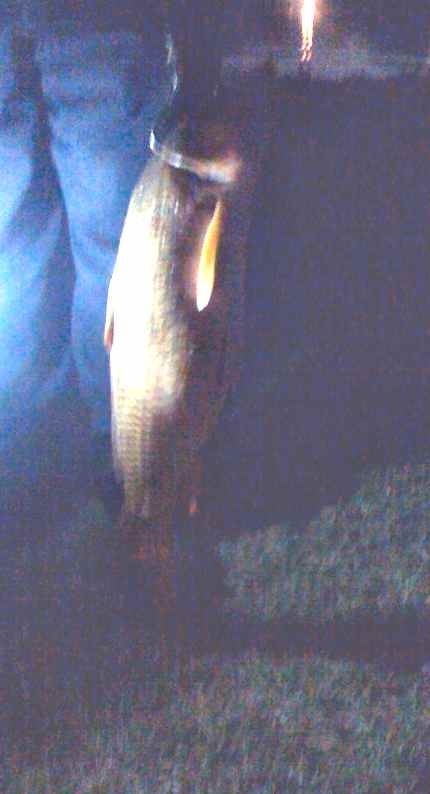 First Carp